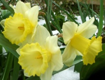 snow-daffodils